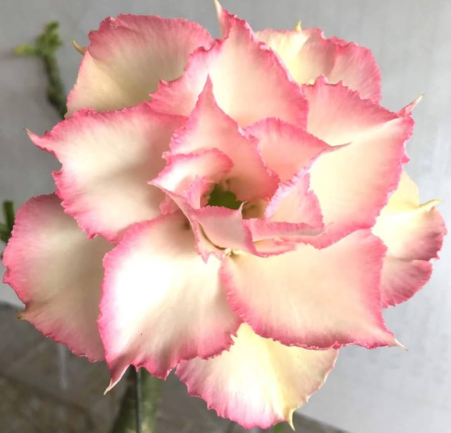 Amazon.com : Desert Rose Adenium Obesum, Mature Plant, New
